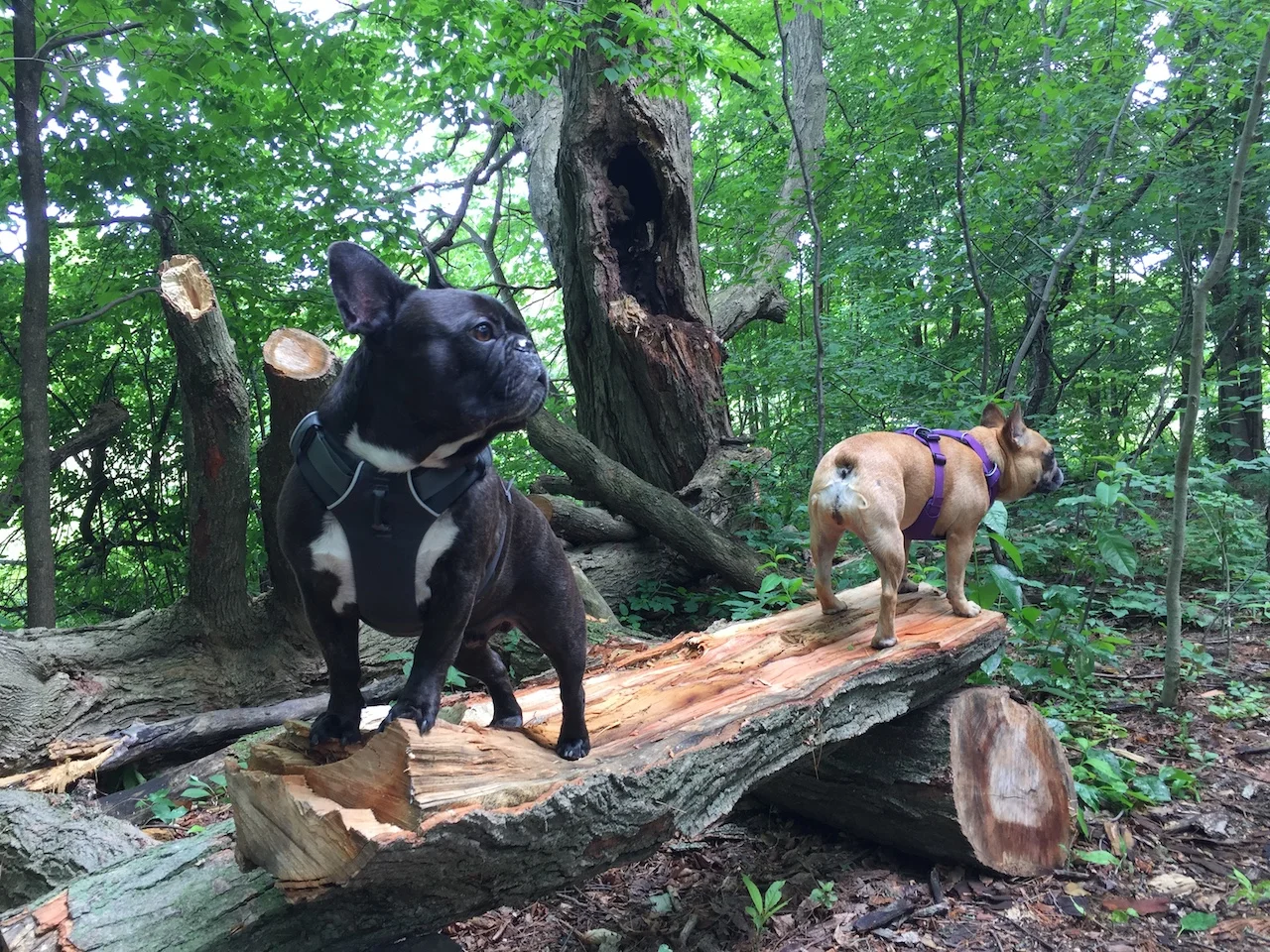 THURSDAY MORNINGTIMES... EXPLORADVENTURING IN THE WILDERWILD!! (13 photos + gallery)