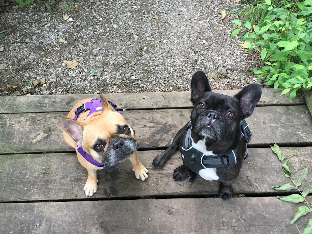 FRIDAY MORNINGTIMES... PLUS TAKE YOUR DOG TO WORK DAY!! (12 photos)