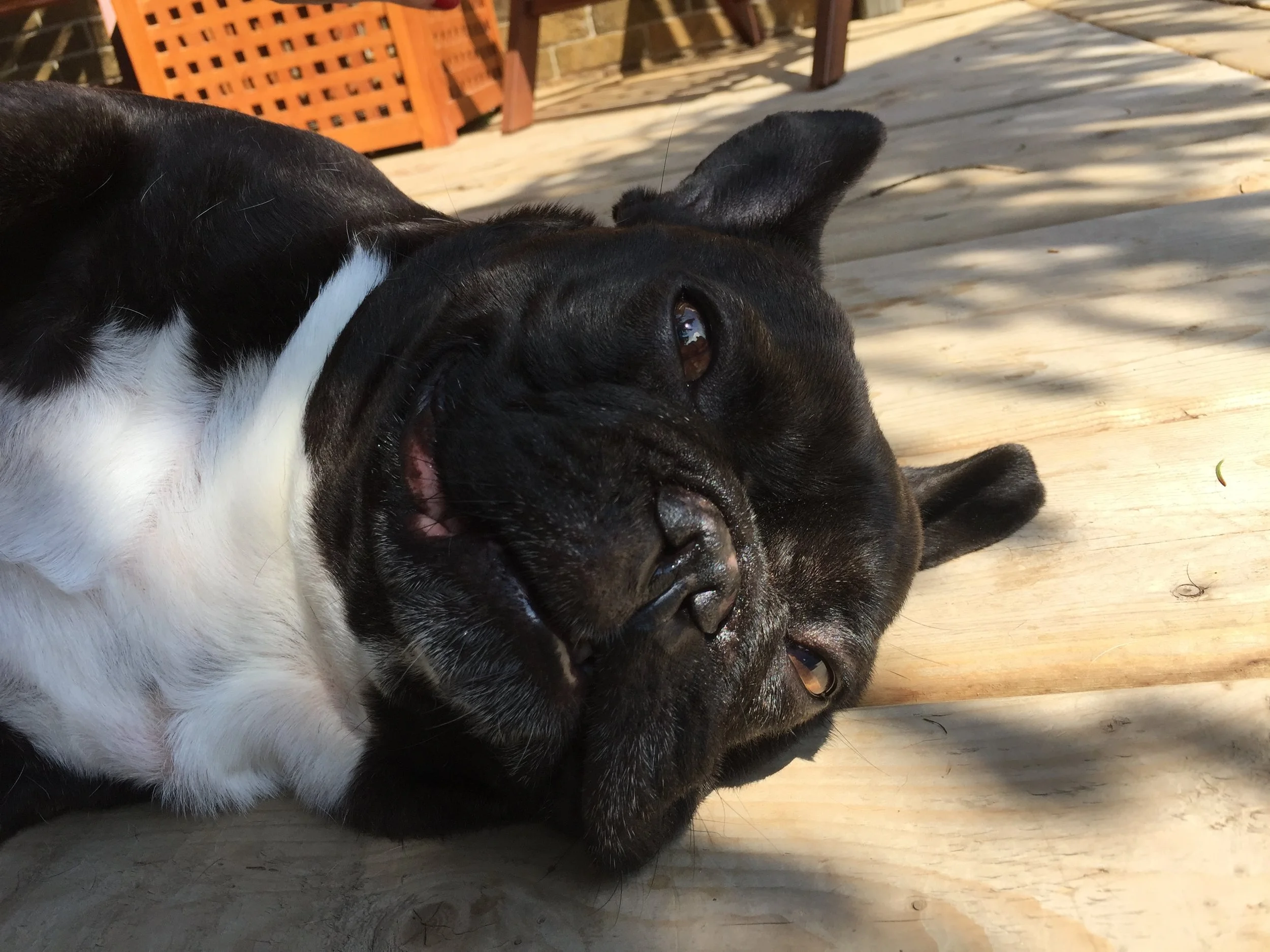 HAPPYMERRYWEEKENDTIMES, EVERYBUDDY!! (3 photos) 
