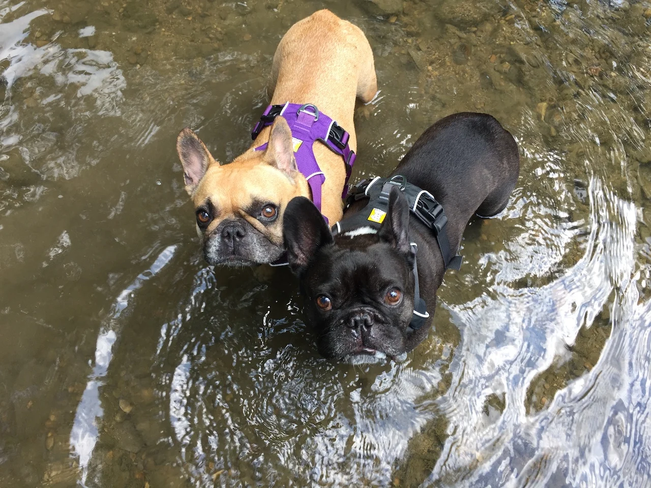 THURSDAY MORNINGTIMES... HANGING OUT INNA BURBLECREEK!! (19 photos) 