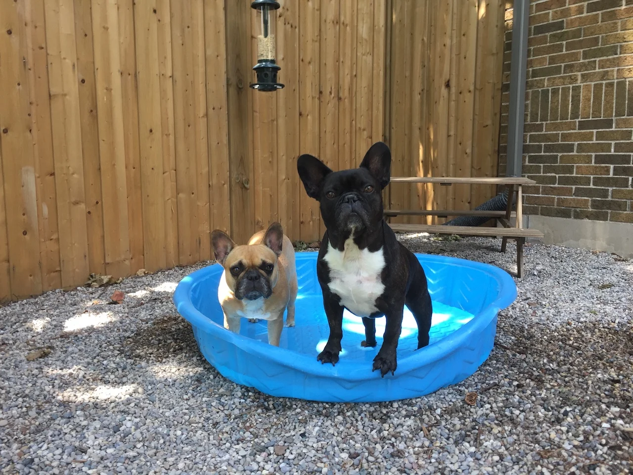 FRIDAY MORNINGTIMES... IN OUR BLOO PUDDLEPOND!! (13 photos)