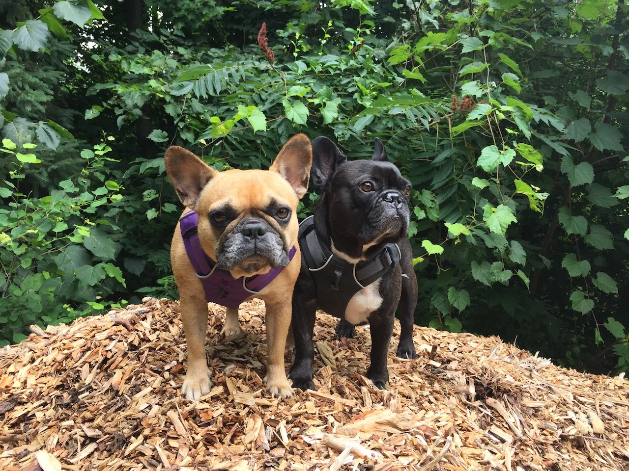 FRIDAY MORNINGTIMES... ONNA GIGANTICAL PILE OF CHIPPYBITS!! (11 photos) 