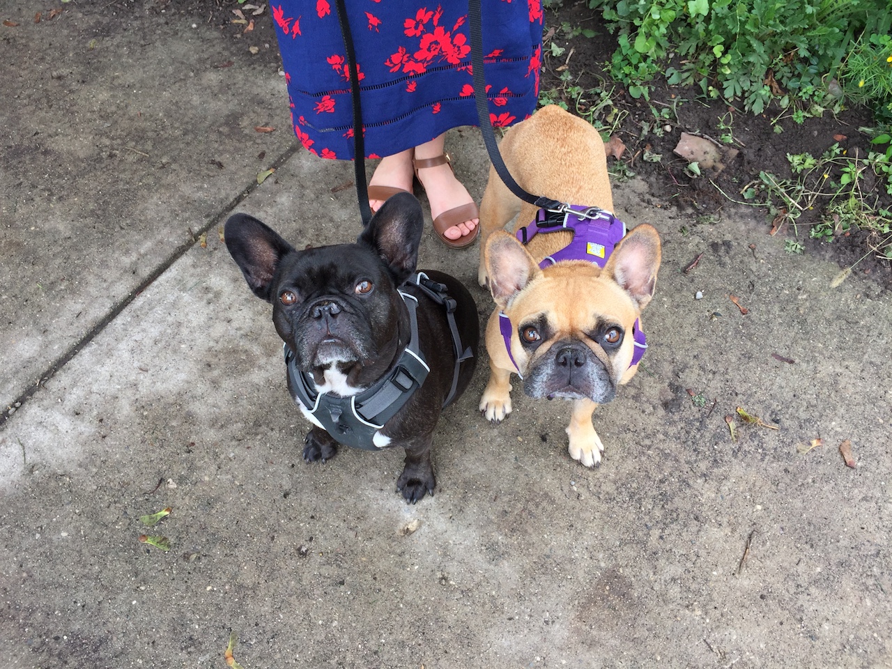 WEDNESDAY MORNINGTIMES... CHECKING OUT A 'MAZING GARDENPARTS, GUYS!! (12 photos + gallery) 