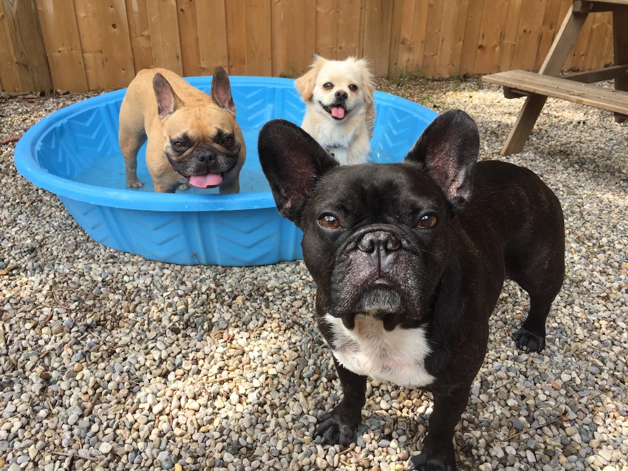 TUESDAY MORNINGTIMES... PLUS A PUDDLEPOND PARTYTIMES!! (8 photos + galleries) 