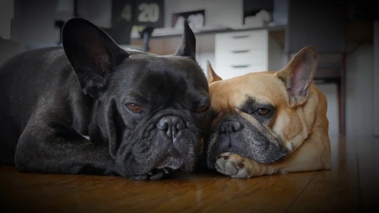 WEDNESDAY NIGHTYNIGHTIMES... PLUS A 'NOTHER PICTUREMOVIE FOR PUTTING HAPPY IN YOUR HEARTS, GUYS!! (5 photos + video) 