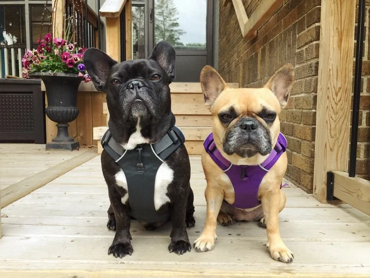 FRIDAY MORNINGTIMES... PLUS IT IS MUM PLUS POP'S HITCHAVERSARY, GUYS!! (7 photos) 