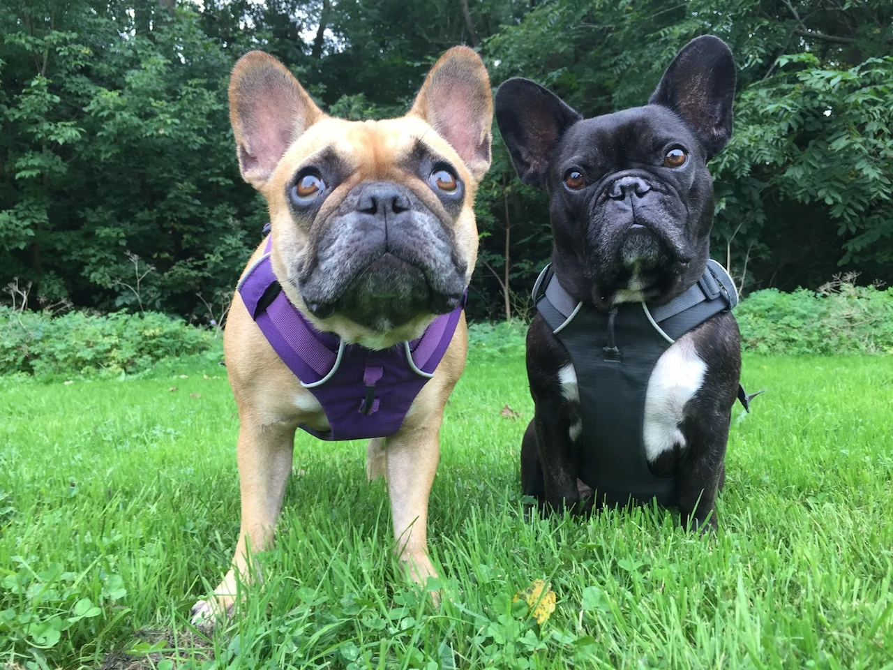 HAPPYMERRYWEEKENDTIMES, EVERYBUDDY!! (5 photos +video) 