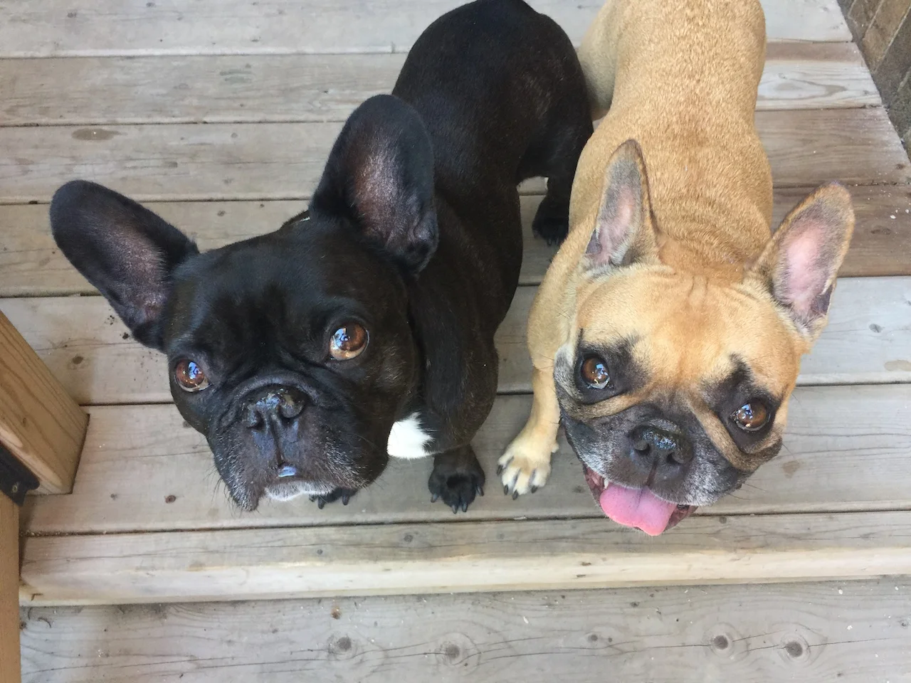 WEDNESDAY MORNINGTIMES... PLUS INTERNATIONAL TALK LIKE A PIRATE DAY (10 photos)