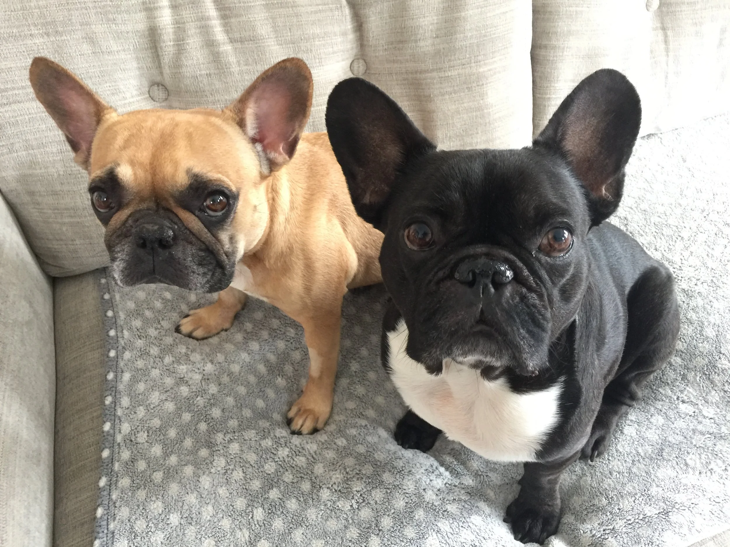 GUYS!! LOTS HAS HAPPENED!! 'SPECIALLY WITH OUR MIRABELLY!! (ELEVENTY HUNRED PICTURESTORIES)