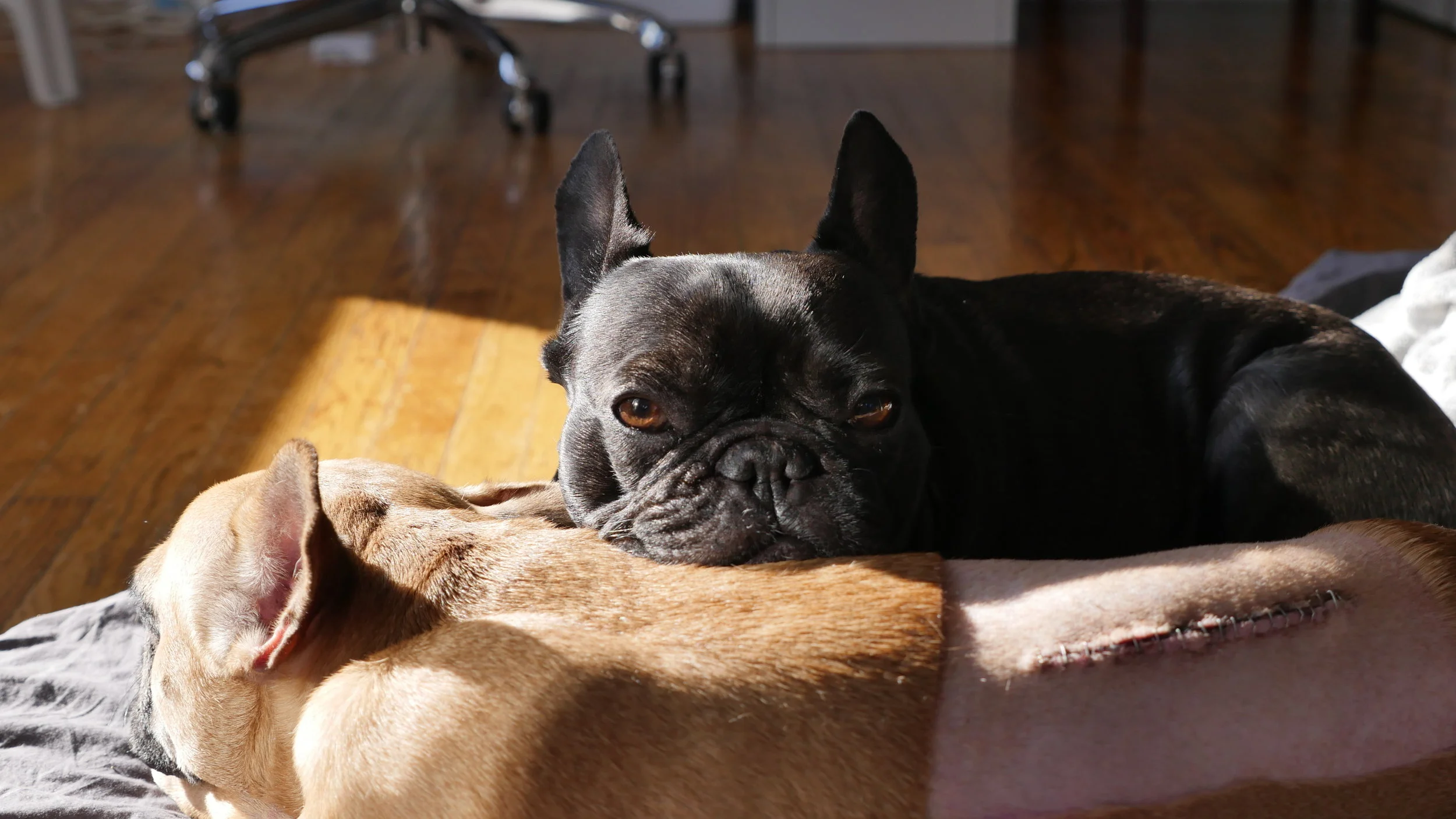 THEY TOOK MIRABELLY'S ZIPPER OUT, YOU GUYS!! (9 photos + 1 gallery)