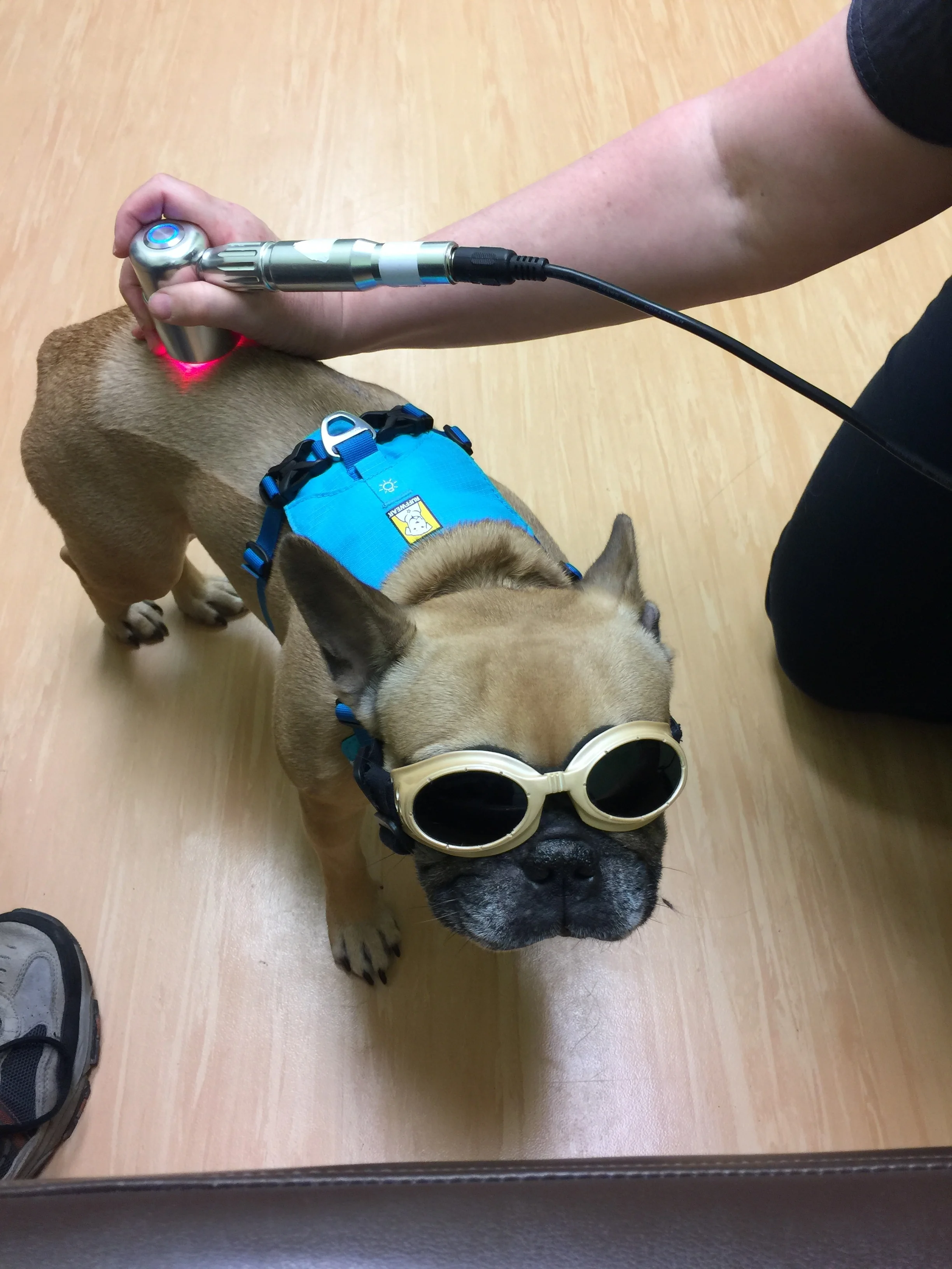 ( * Historically, Mirabelle really dislikes wearing things - ESPECIALLY over her eyes! But she loves the robotlasers and stands patiently without trying to take them off for the whole treatment! - Mum)
