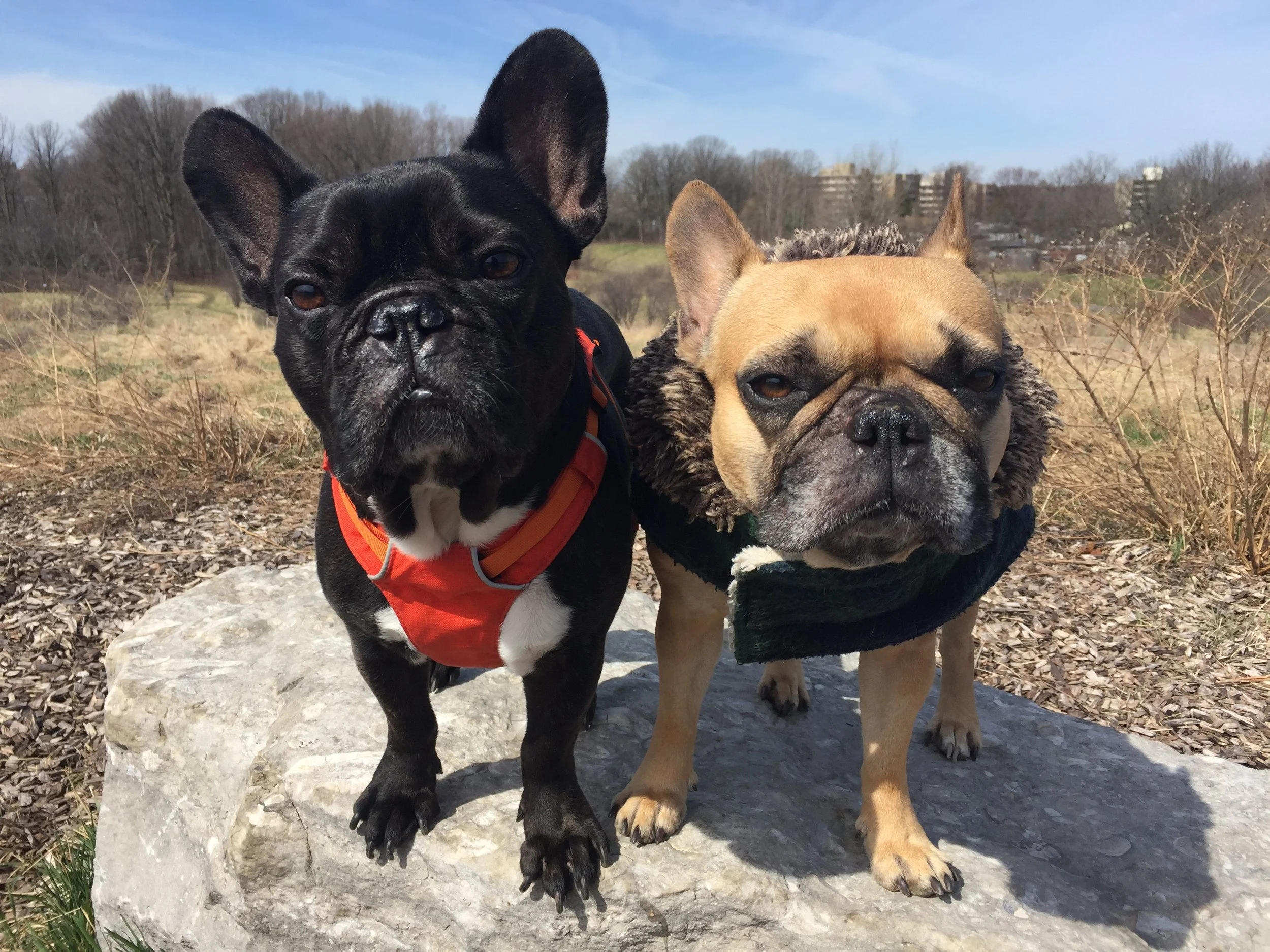 EXPLORADVENTURING AT EUSTON PARK!! (15 photos + gallery)