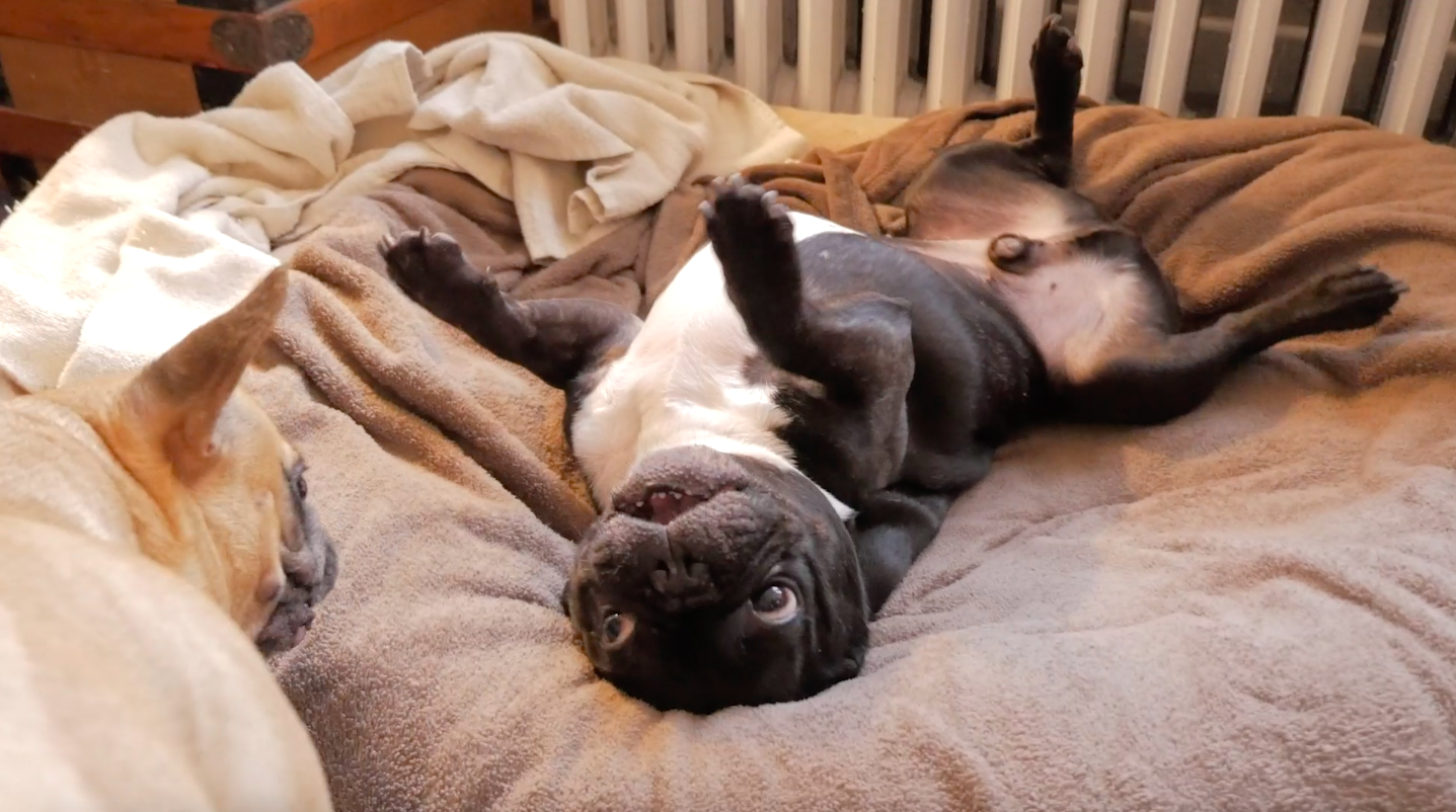 BESTIEWRESTLING WITH MIRABELLE!! (video)