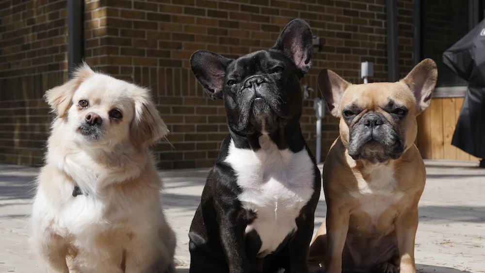 LET'S ALL HANG OUT IN THE SUNSMILES, GUYS!! (16 photos) 