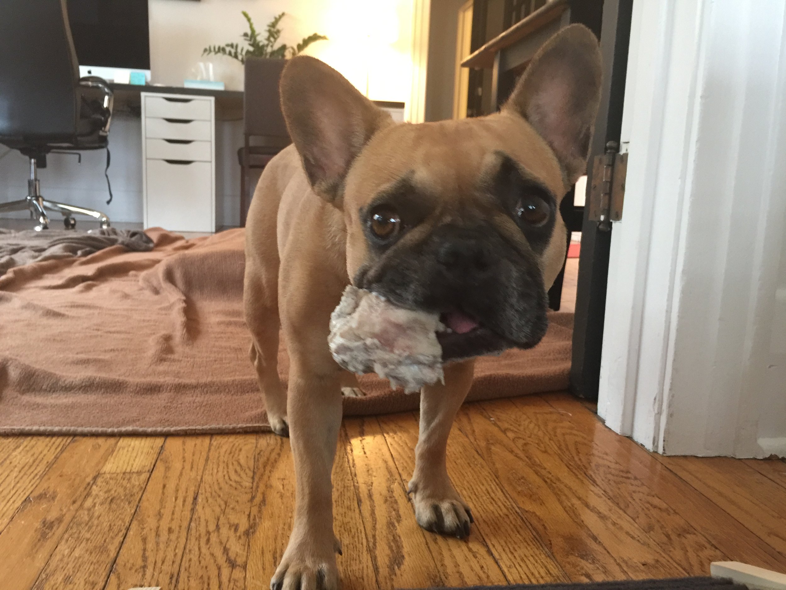 Archie plus Mirabelle chew only RAW beef kneecaps from RAW SOURCE. They’re great! No splintering, no small pieces to choke on, and they can safely (but under supervision of course) chew them for HOURS and HOURS! Truestory!! Thank you to NICK from RAW SOURCE for hooking us up!