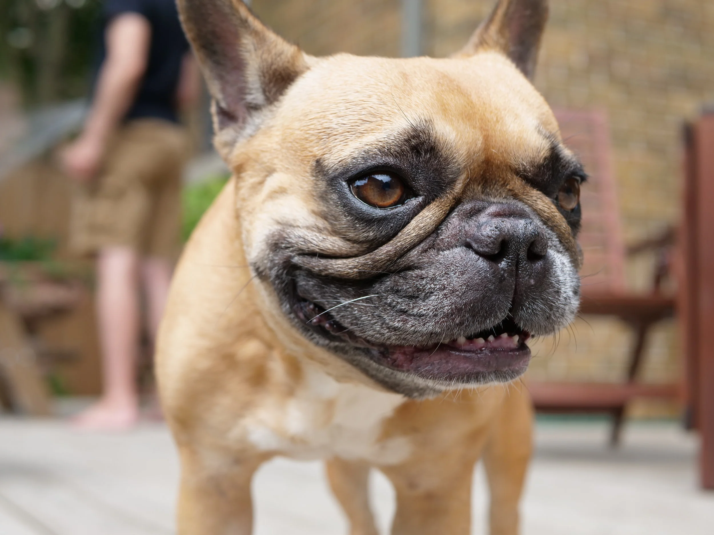 IT'S MIRABELLE'S ADOPTAVERSARY, EVERYBUDDY!! (50+ photos) 