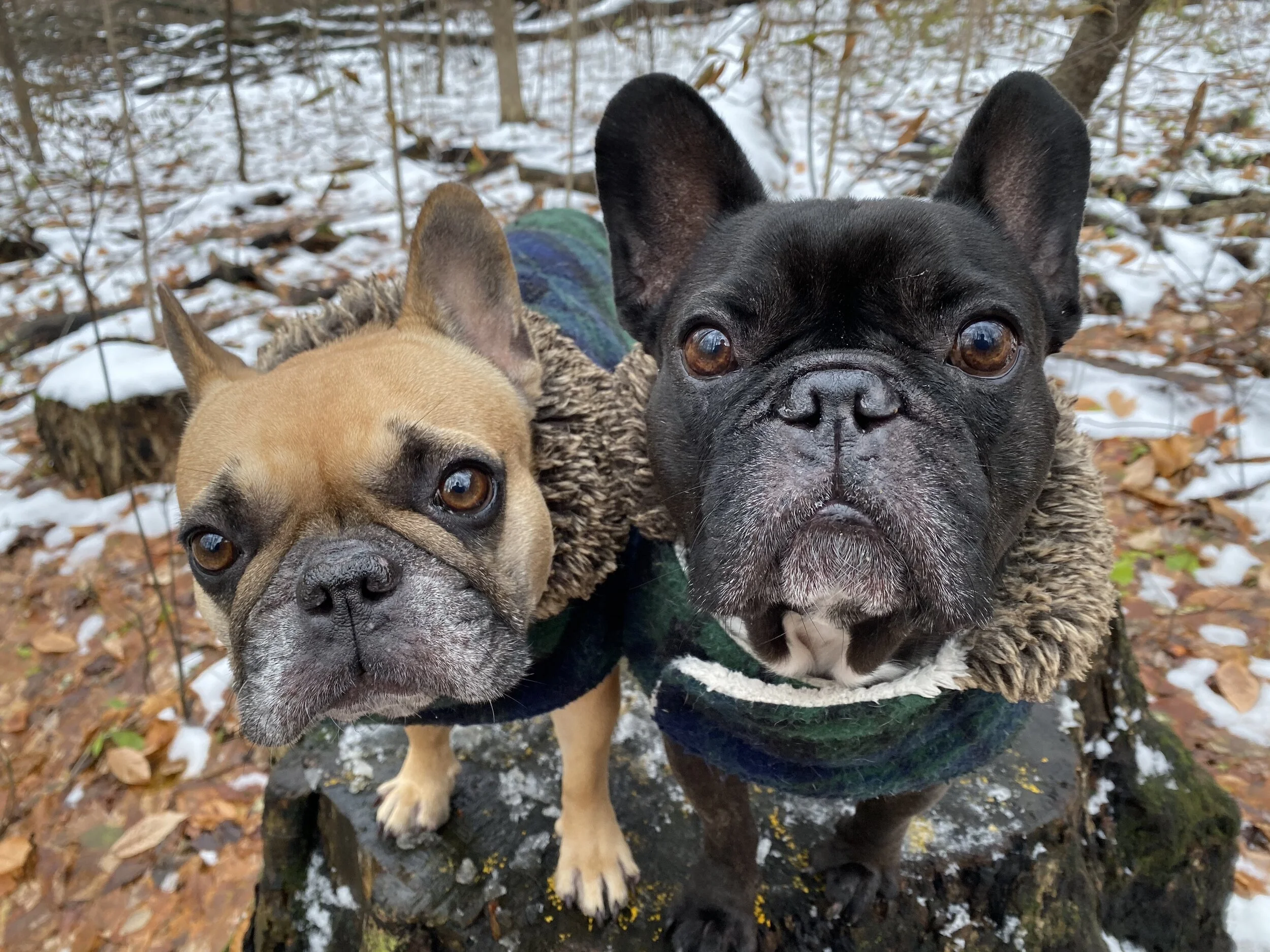 PUT ON YOUR WALKINGSOCKS, EVERYBUDDY!! IT'S DOOP-DEE-DOOP TIMES!! (50+ photos)