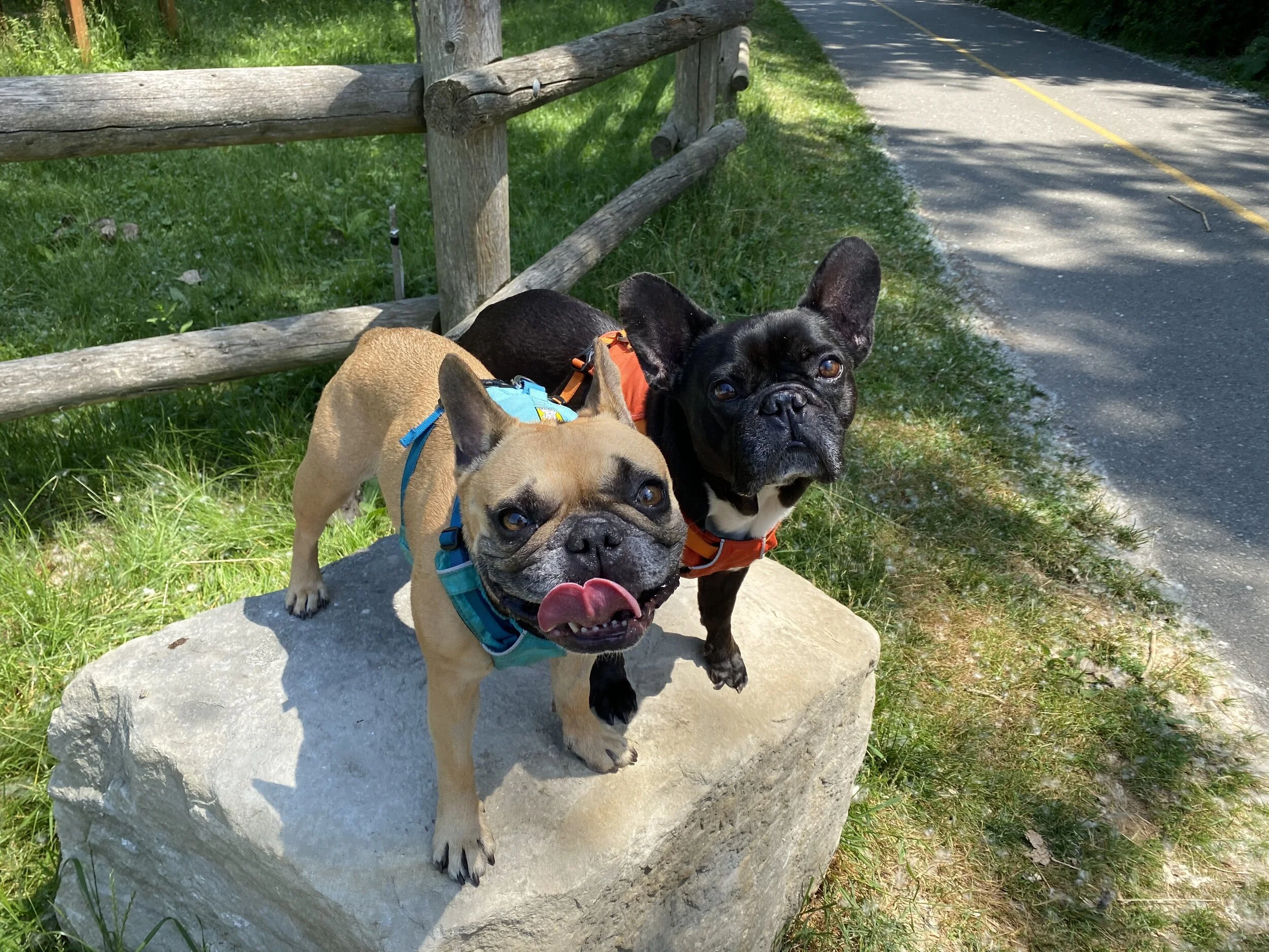 TIMES FOR GIVING ROCKY A SCRUBBADUB IN THE SUDSATERIA, GUYS!! (60 photos) 