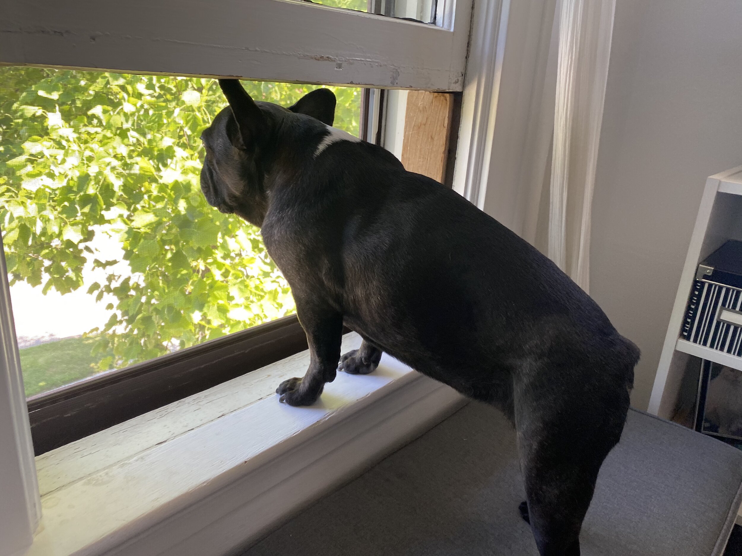 I GOT MY VERY OWN SILLYPHONE, GUYS!! FOR REALS!! (21 photos) 