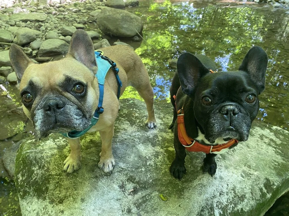 WE ARE DOING HANG-OUTERY BY THE BURBLECREEK, GUYS!! (40 photos)