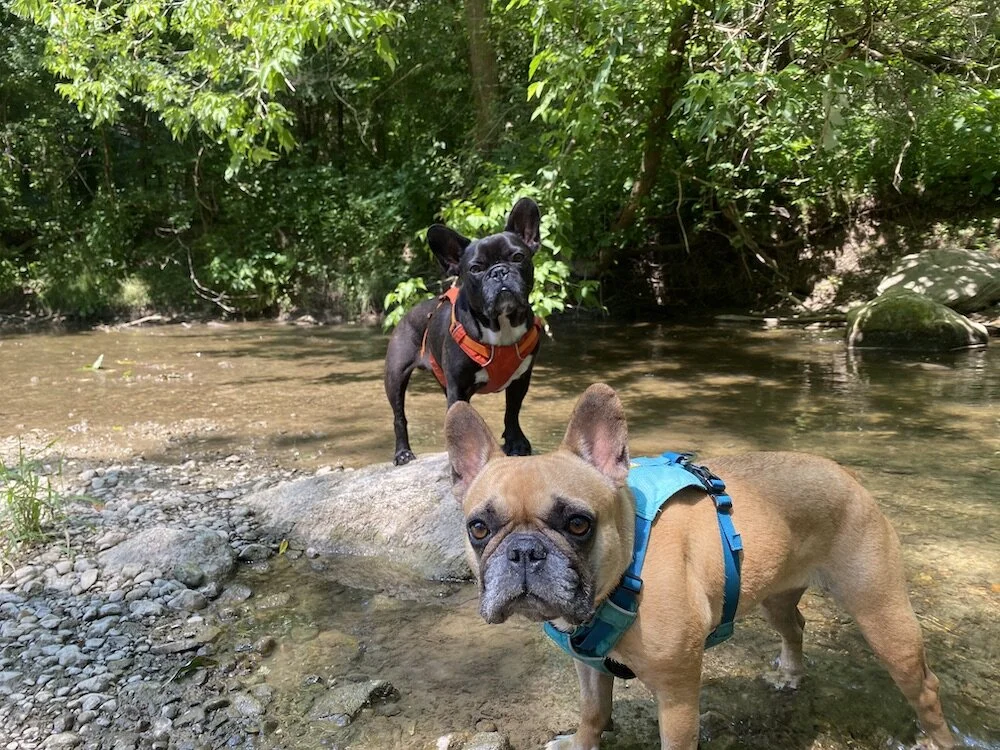 WAKEYWAKEY EGGS 'N BAKEY, EVERYBUDDY!! (22 photos +video)