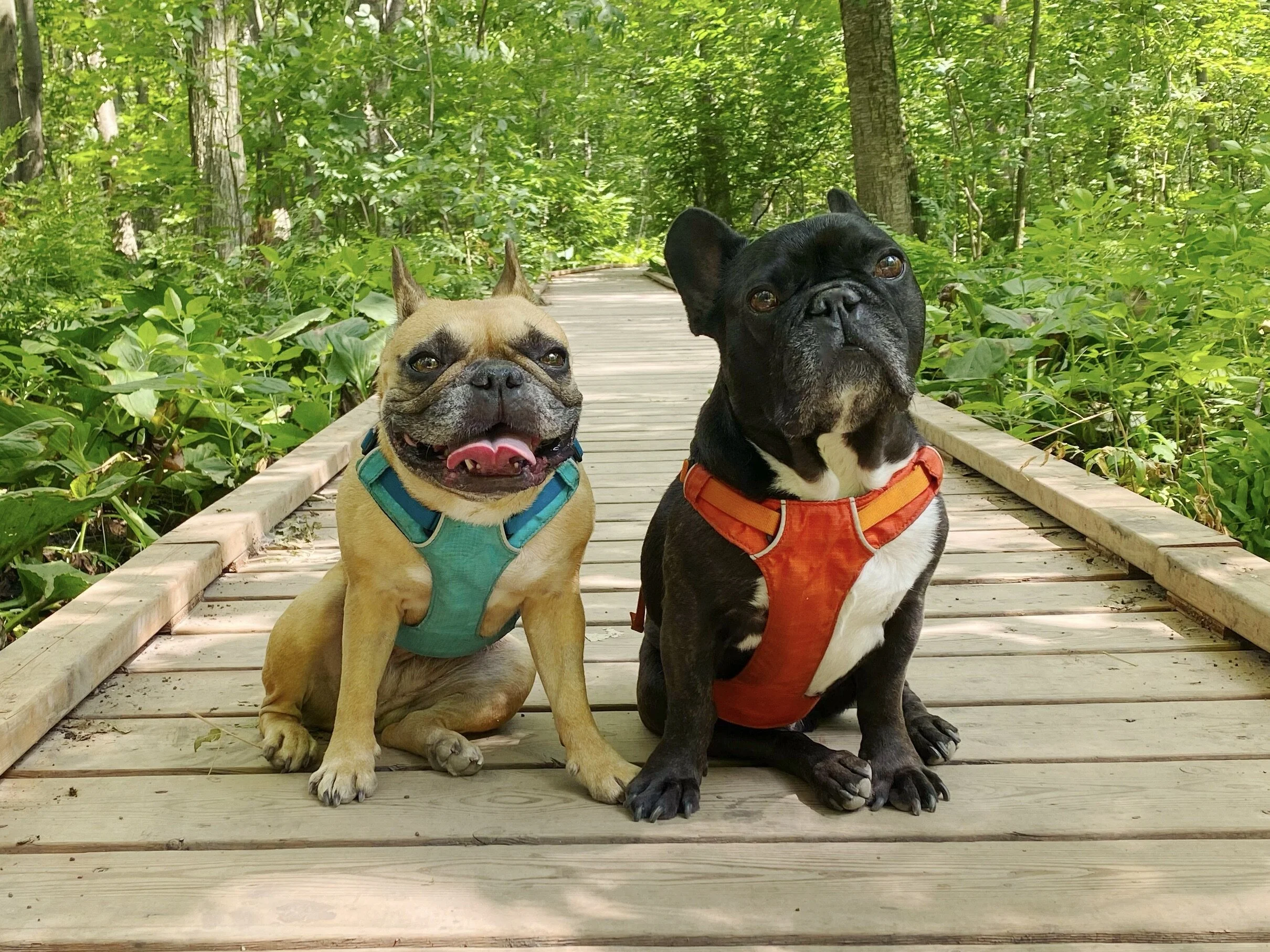 HAPPYMERRY MONDAYTIMES, EVERYBUDDY!! (17 photos) 