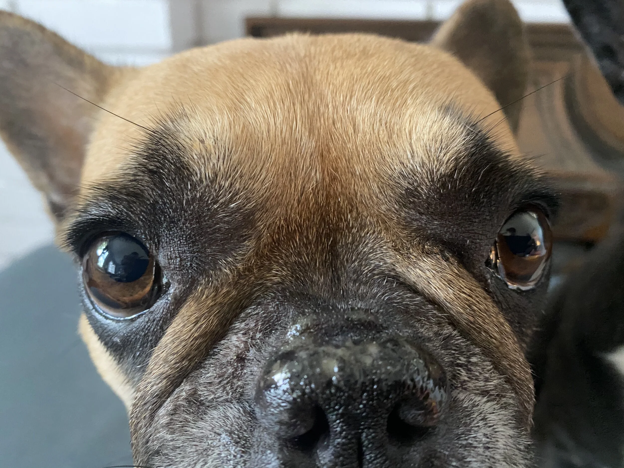 YOU GUYS!! MIRABELLE IS IN CHARGE!! YAH!! (41 photos) 