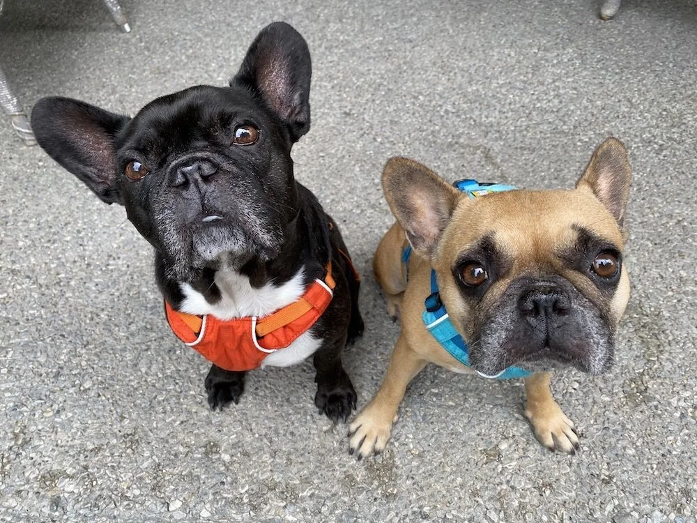 LET'S PICK OUT A SHINYNEW FOREVERHOME, GUYS!! (50 photos)