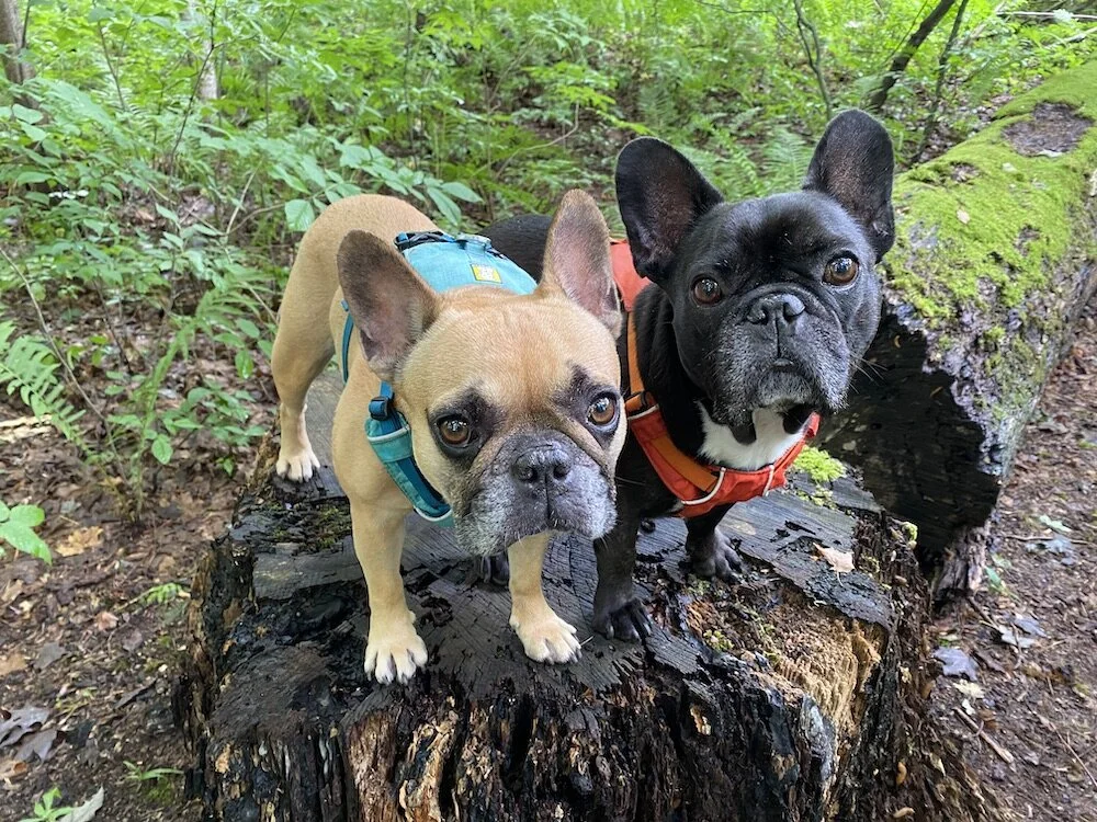 IT WAS MIRABELLY'S ADOPTAVERSARY, GUYS!! (40 photos + 1 video)