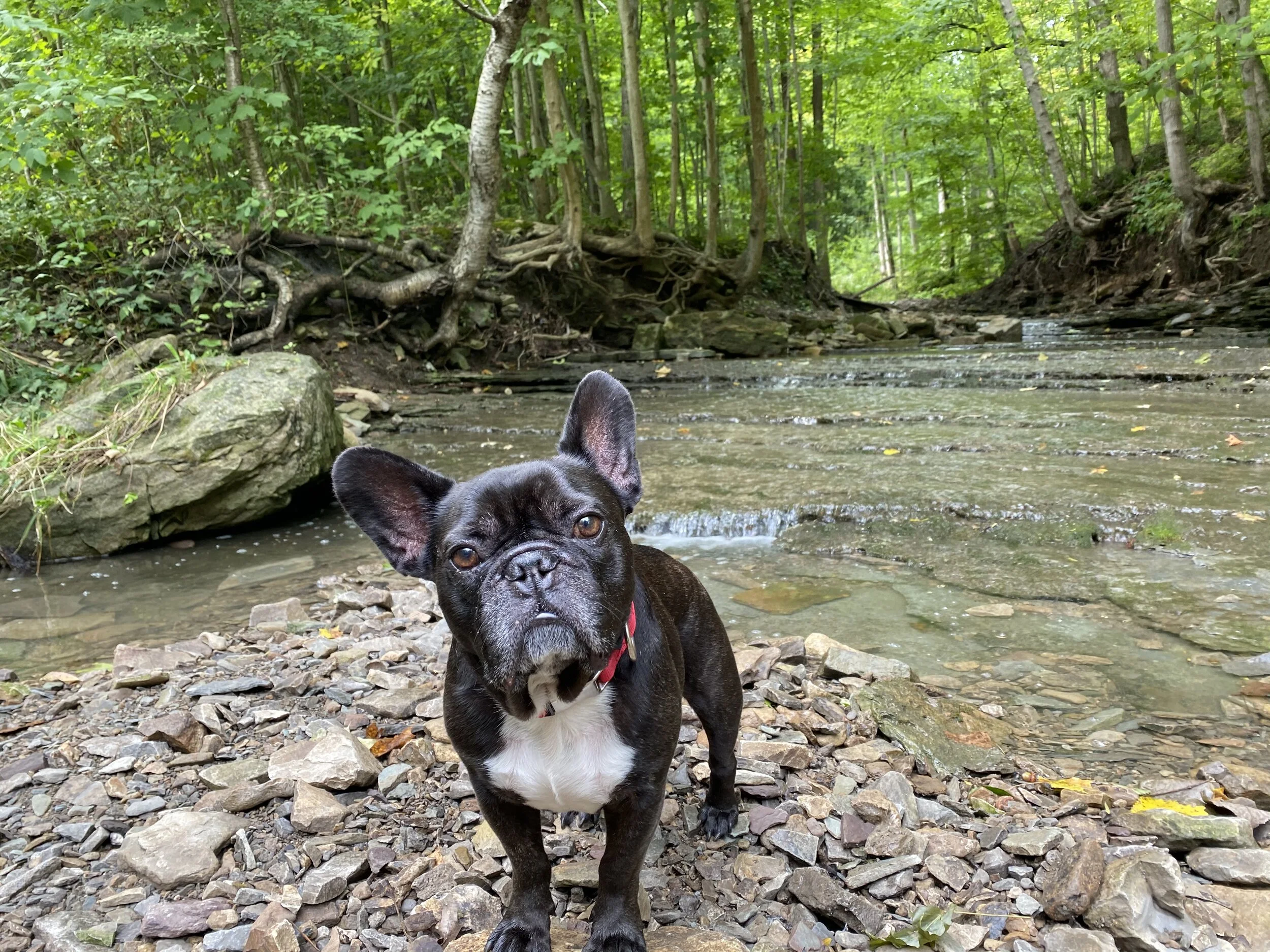 LET'S GO LOOKERATING FOR FOREVERHOMES, GUYS!! (30 photos)