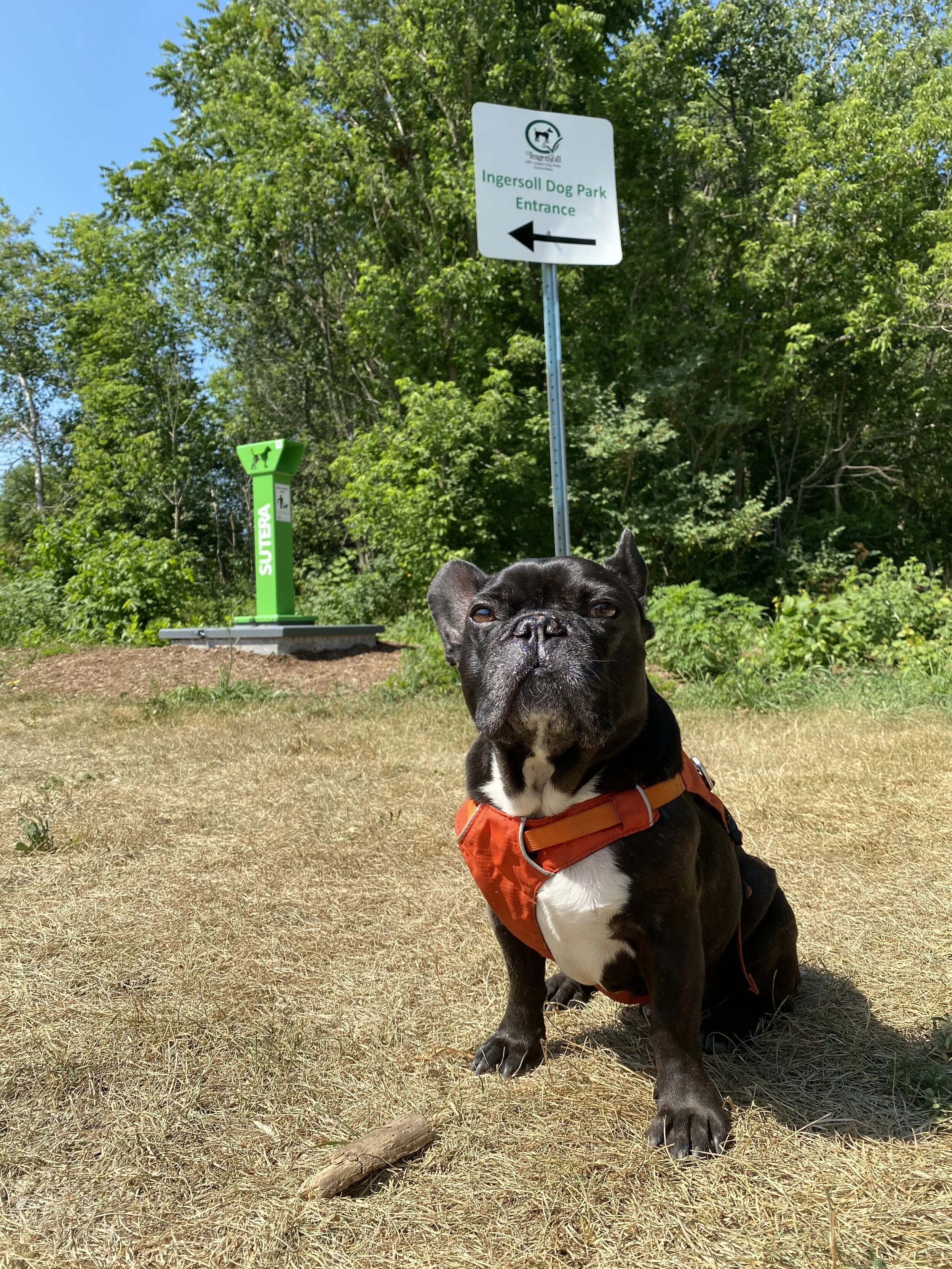 INGERSOLL OFF LEAD DOG PARK