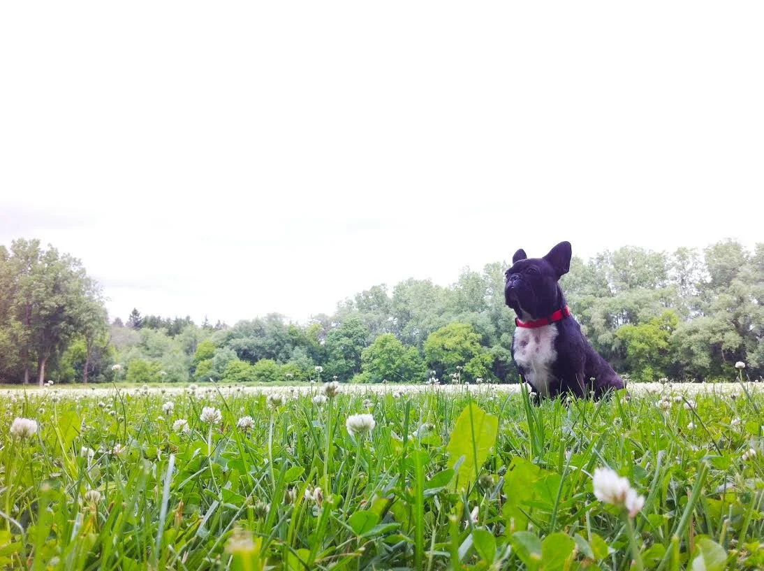 Parkmaster General Archie Brindleton carefully inspecting flowerposies on one of his many visits