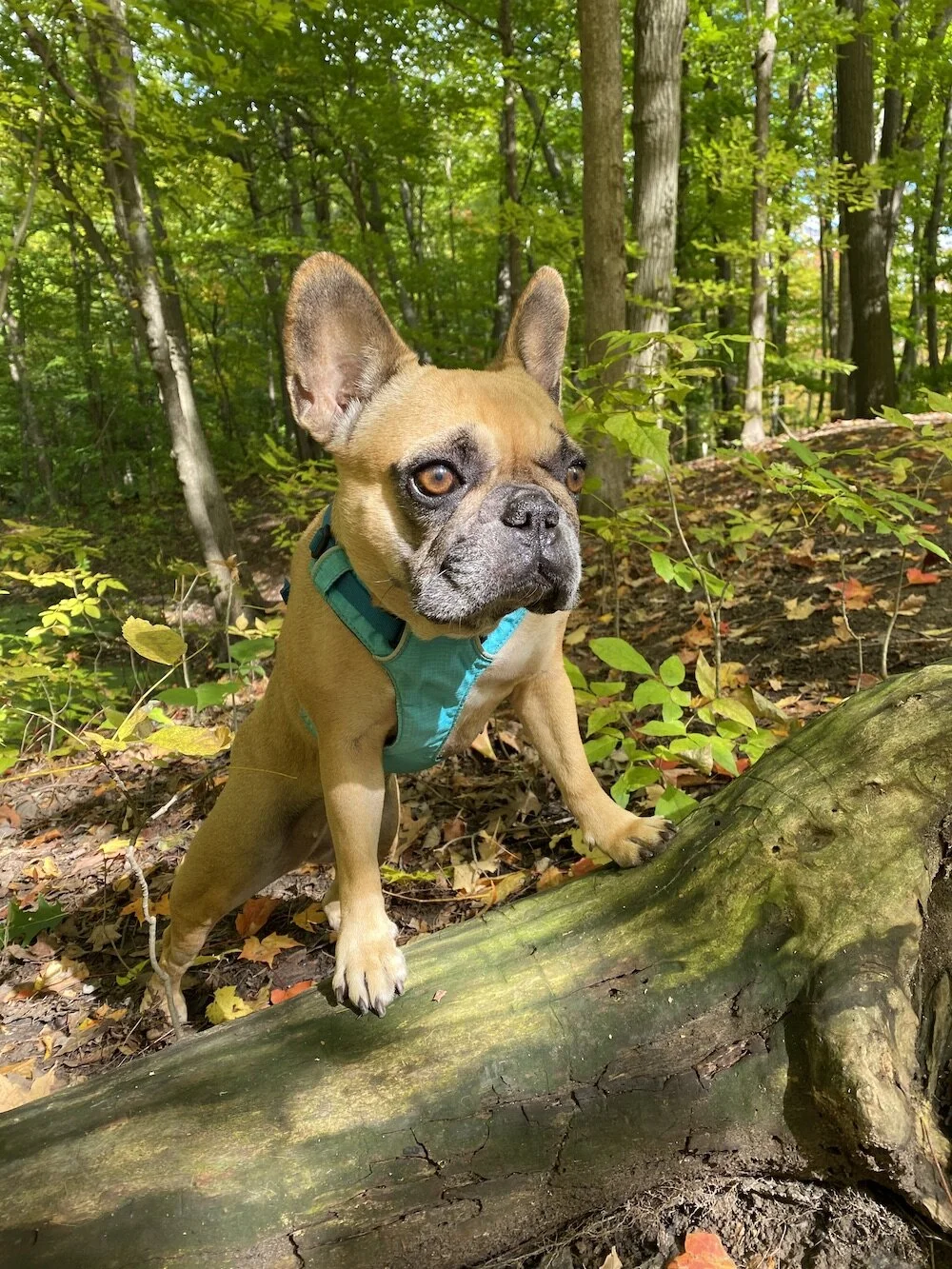 HAPPYMERRY SHANKSHGIVINGTIMES!! (Mirabelle Takes Over Version)