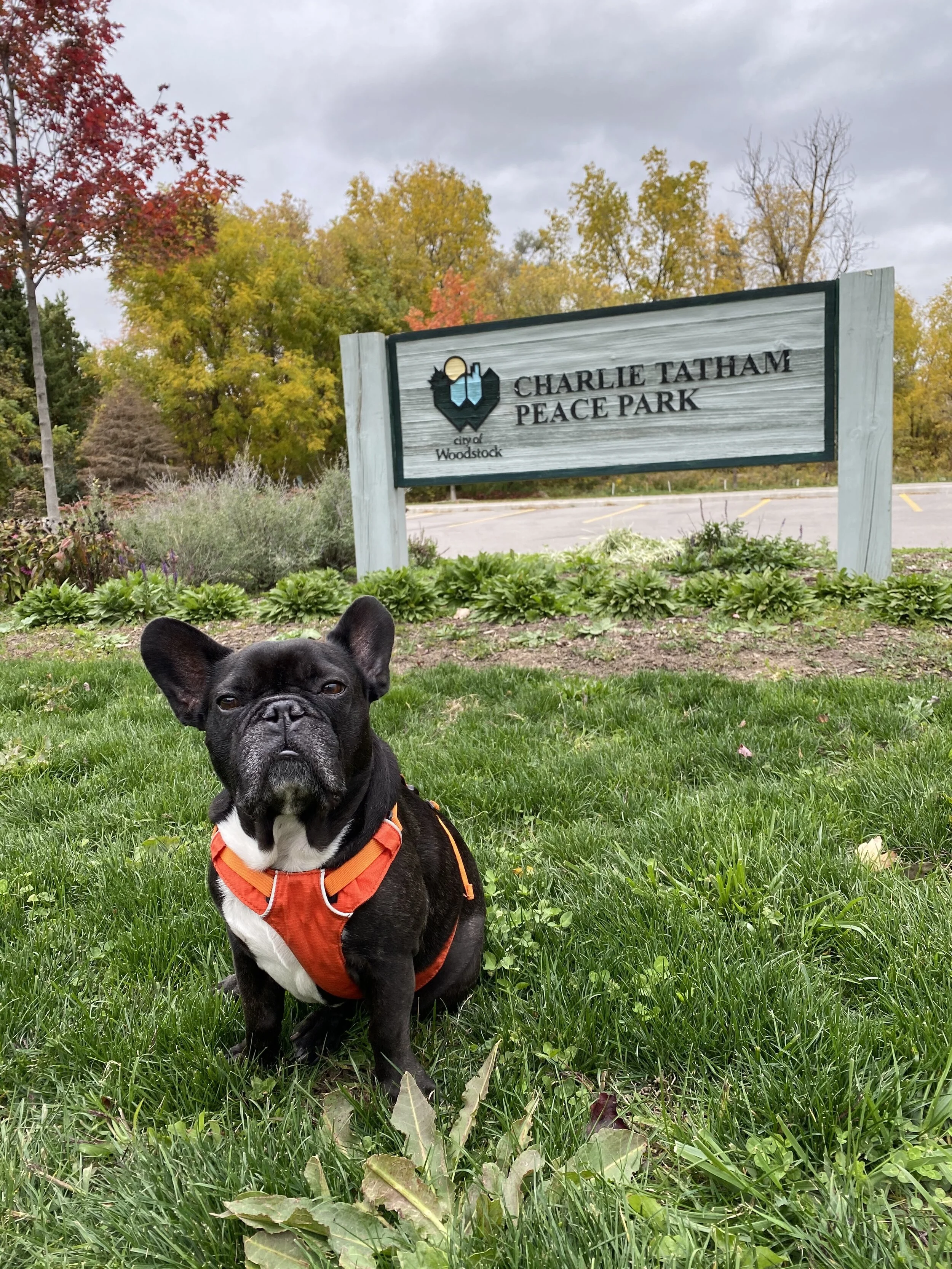 CHARLIE TATHAM PEACE PARK