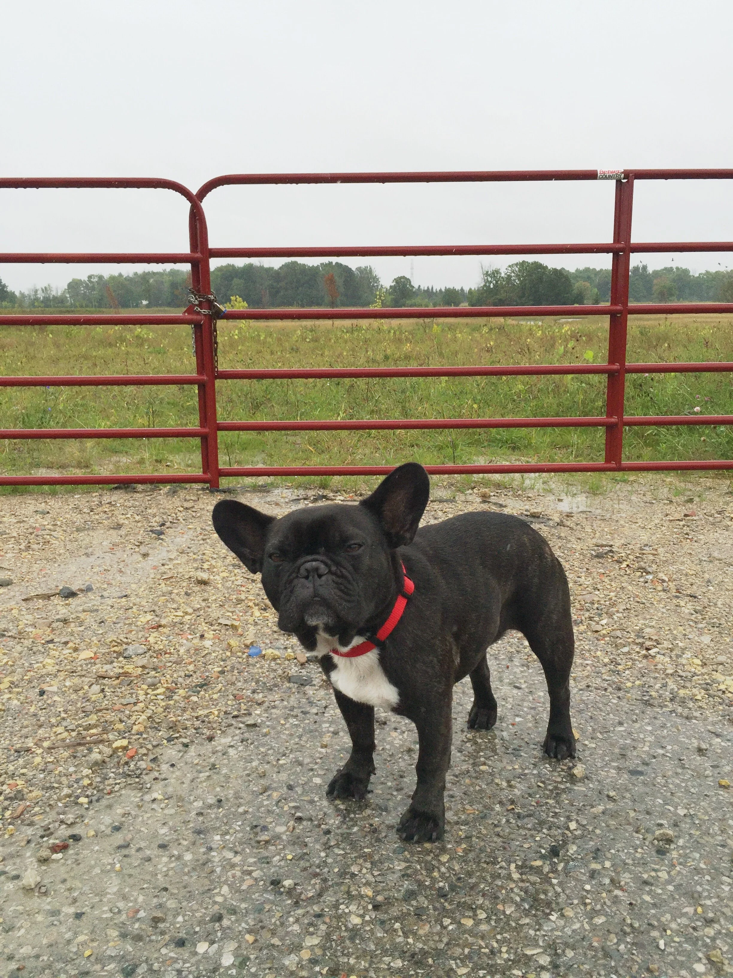 DINGMAN CONSERVATION