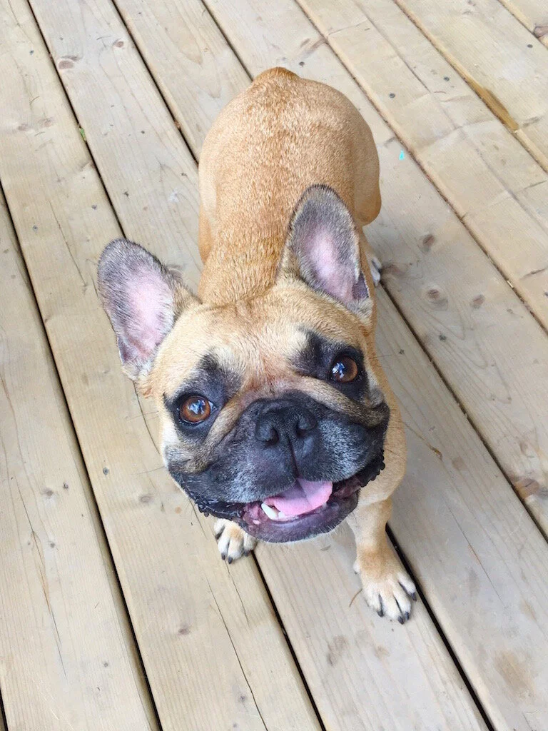 *** MIRABELLE ROSEBLOSSOM MERRIWEATHER ***  (2014-2021)