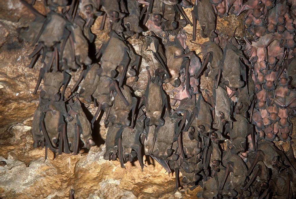 Mexican free tail bats and babies nesting in central texas