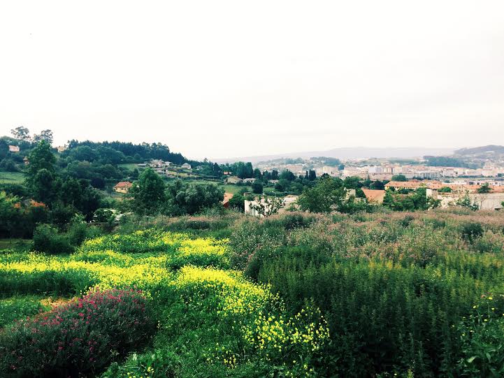 6.9 / 11:56 ante meridiem // I walked to Pazo do Río and stumbled upon this beautiful sight. The walk is in the countryside with Spanish villas, laundry drying outdoors, and plants hanging over old stone walls. I loved every minute of it. 
