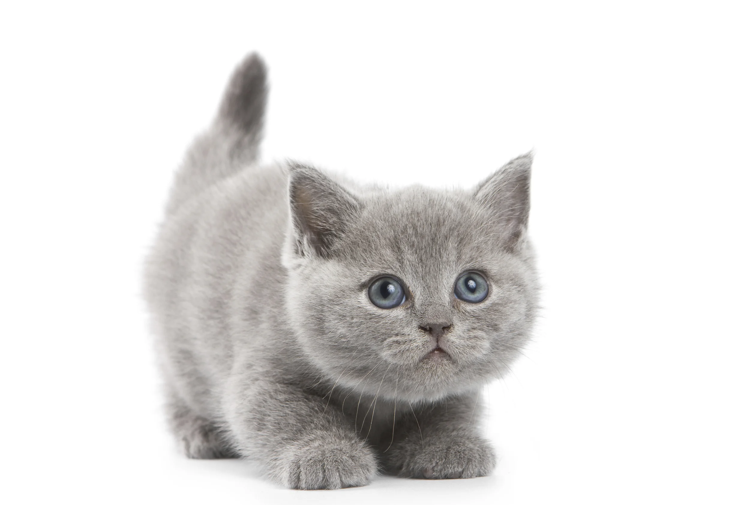 Please visit the International Cat Care site for advice. This site is THE place for any advice regarding your cat's health and care Hyperthyroidism in cats- factsheet Taking your pet abroad? Click here for advice. There is advice on parasite prevention in travelling pets by clicking this link. Dr. Addie's webpage has information on FIP, Coronavirus, Feline Gingivostomatitis and much more.