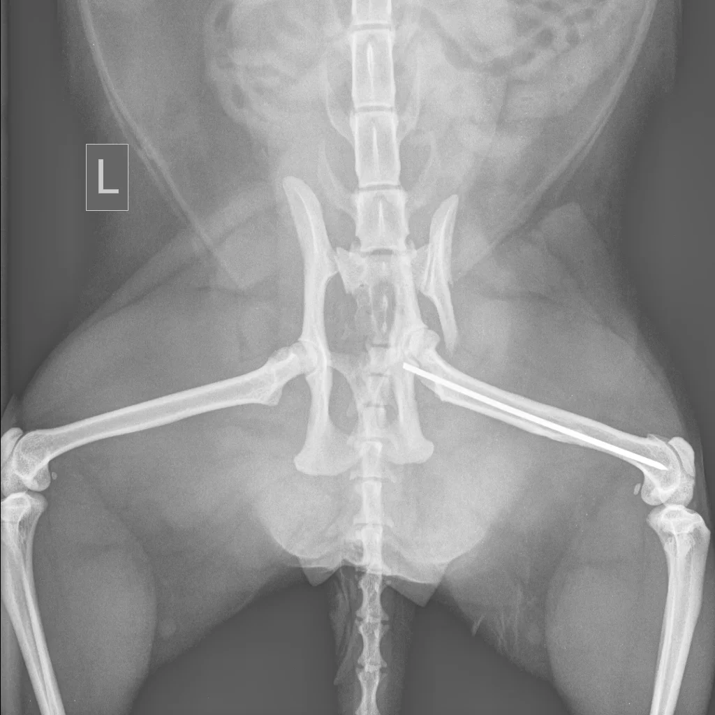 PELVIS-Dorso-ventral-29_11_2011-10_39_56-562.JPEG