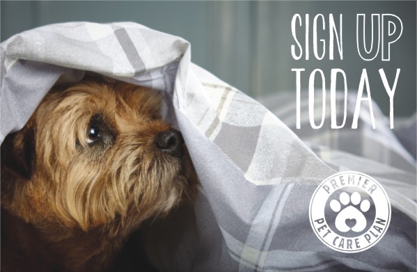 Dog sign upPRINT AGENCY 7303 PCP PVA social media images  sign up today.jpg
