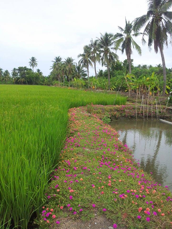  My cousin's organic rice farm in rural Thailand