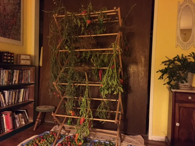 My current roommates right now: tomatoes and peppers. So far, we're sharing the space pretty nicely...