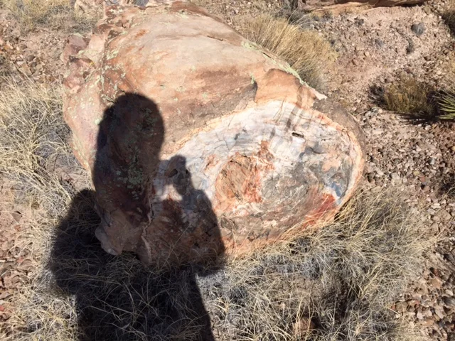 Me and a petrified log from 217 million years ago (!!!). Holy crap, I touched something that is 217 million years old. Woaaahhh!