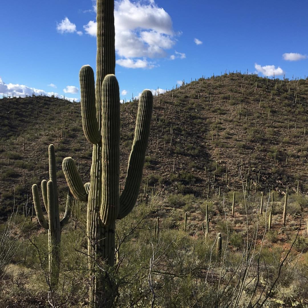 The famed Saguaros (cacti) in the Sonoran Desert.