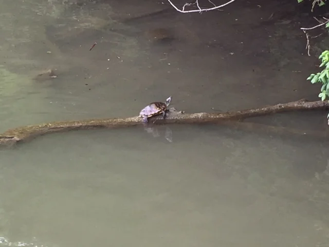 Before I took my car into the shop, I was able to make it out to the trails at Town Lake in Austin. There, I saw this 'lil turtle hanging out on a log taking in the sunshine. I am channeling in the energy of this turtle. Be the turtle...