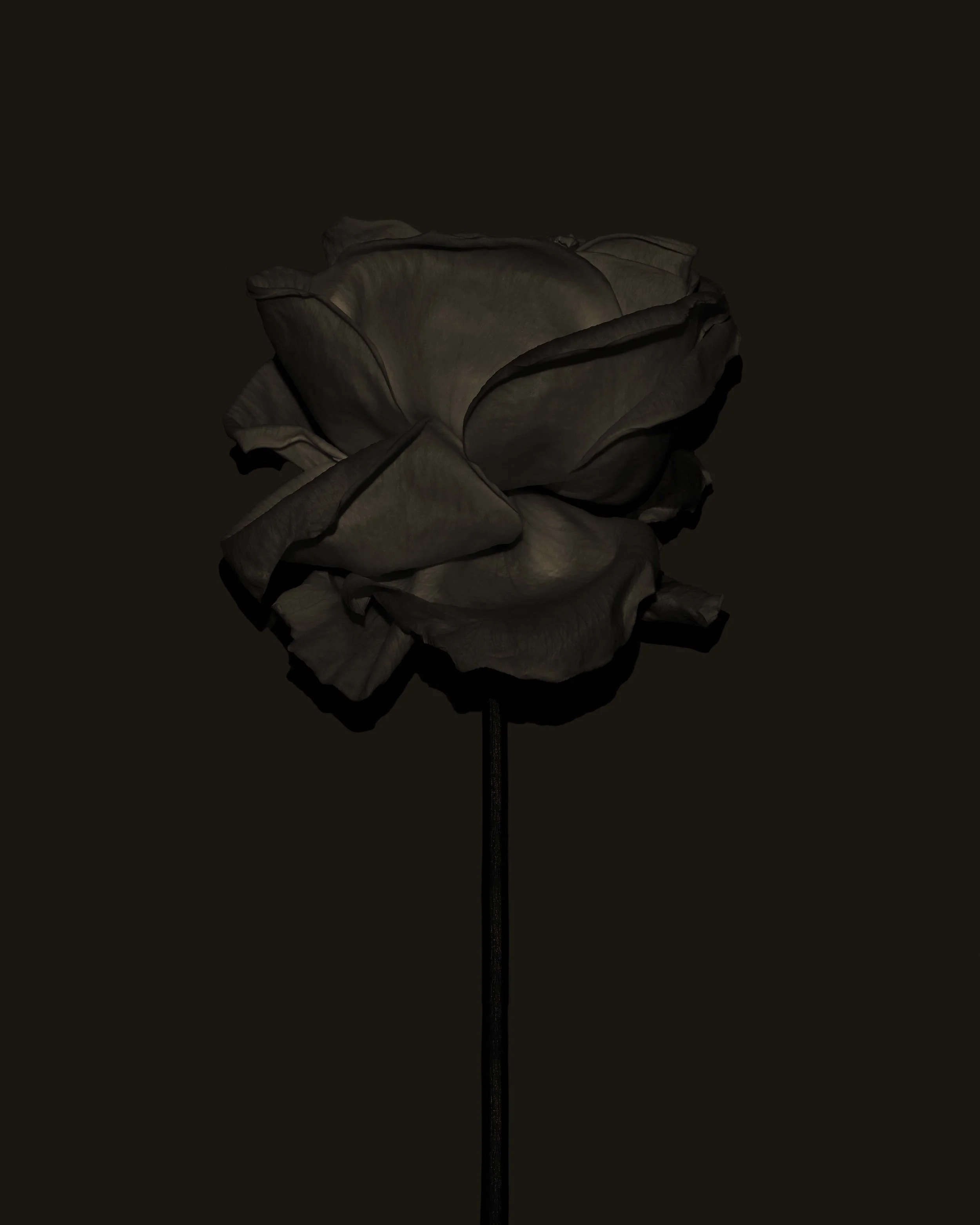 FlowerStudy_March2019_067a