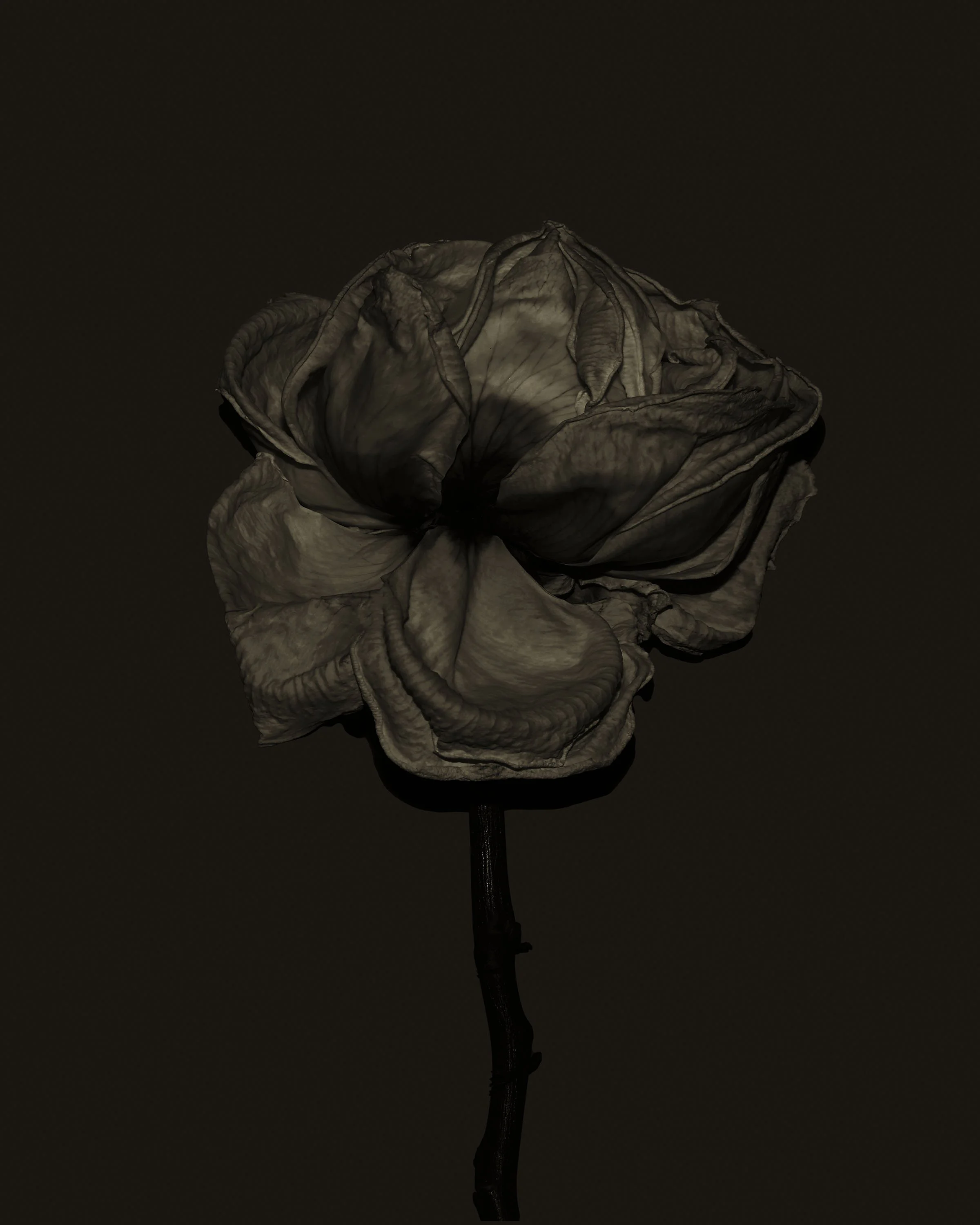 FlowerStudy_March2019_076