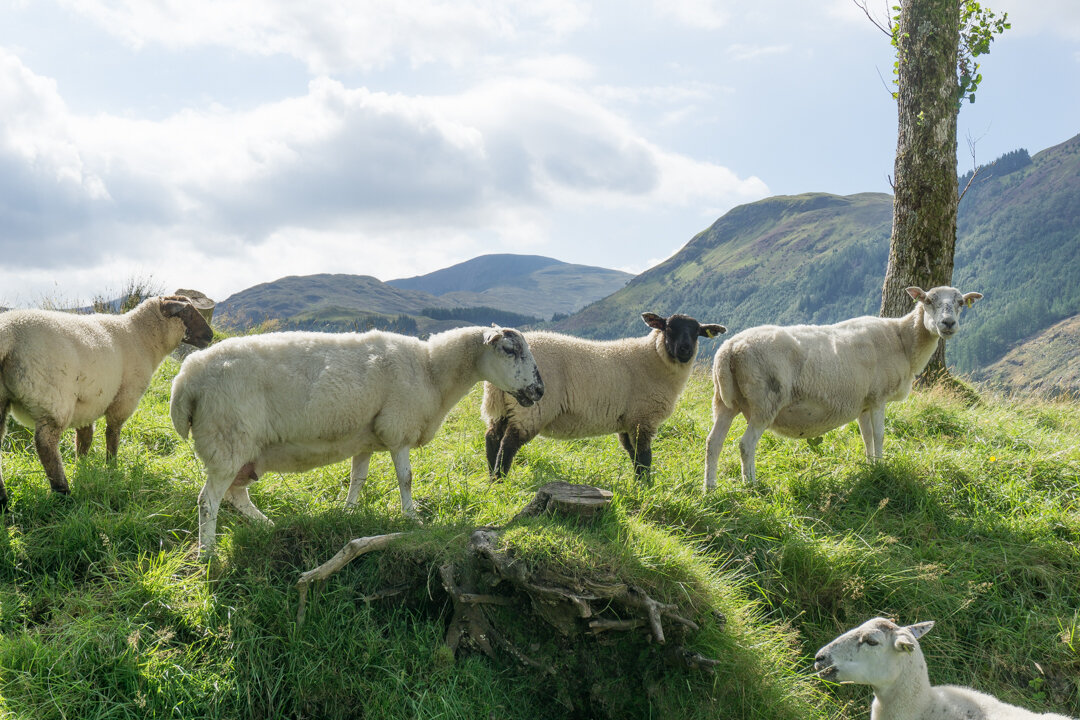 Sheep on a Hill (1).jpg