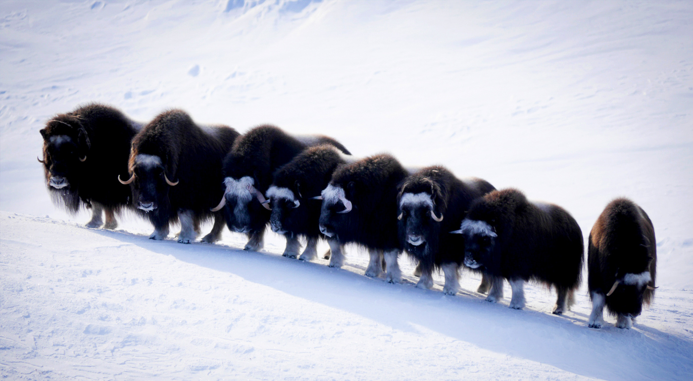 Musk Oxen